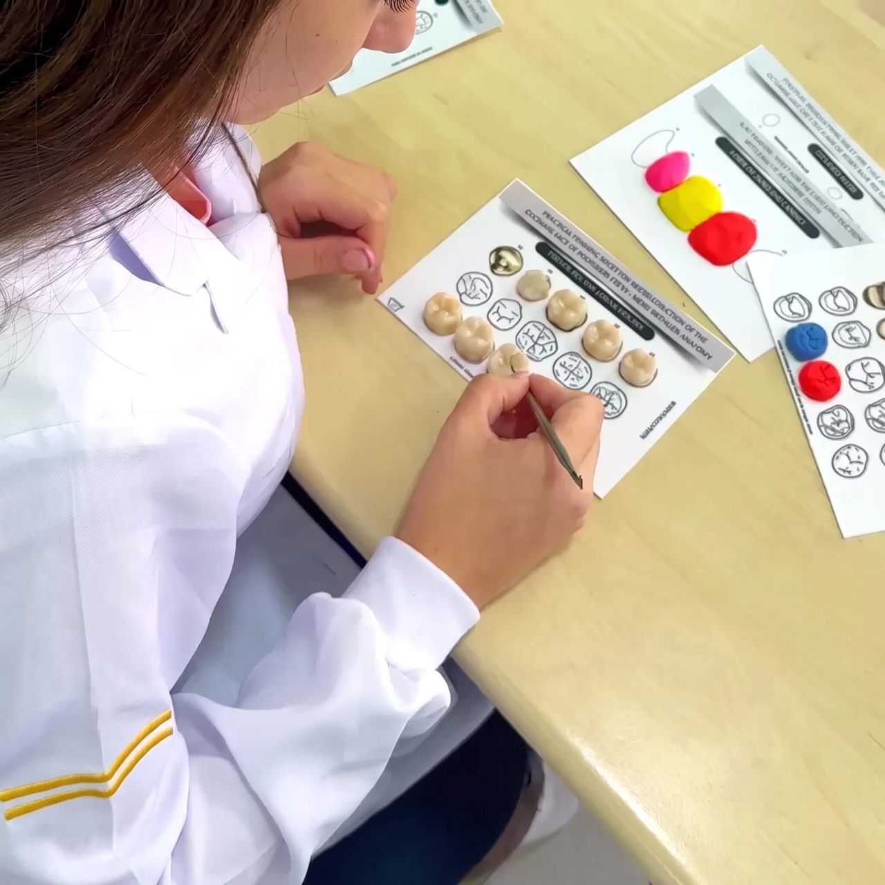 Perfect for students and dentists 2